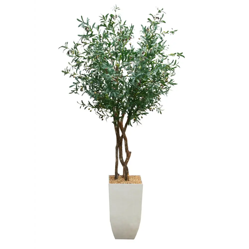 8ft Double Olive Tree - Olive Tree