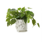 BUTTERFLY FOOTED CACHEPOT - PLANTER