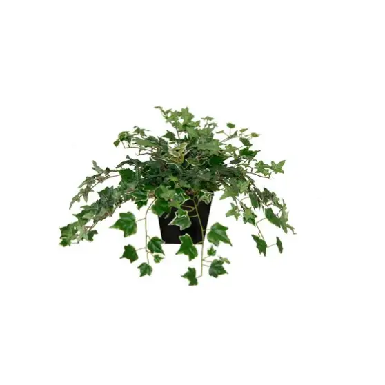 English Ivy - Botanicals