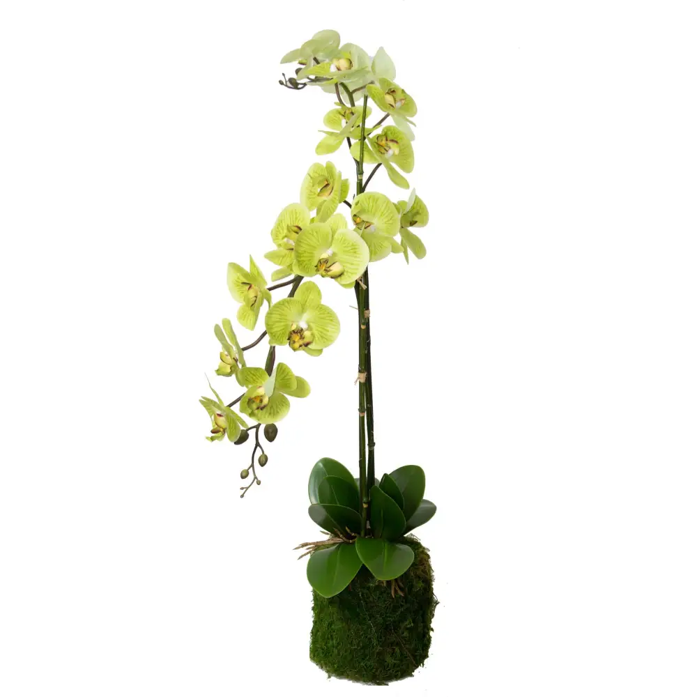 Green Orchid Drop-In - Orchid