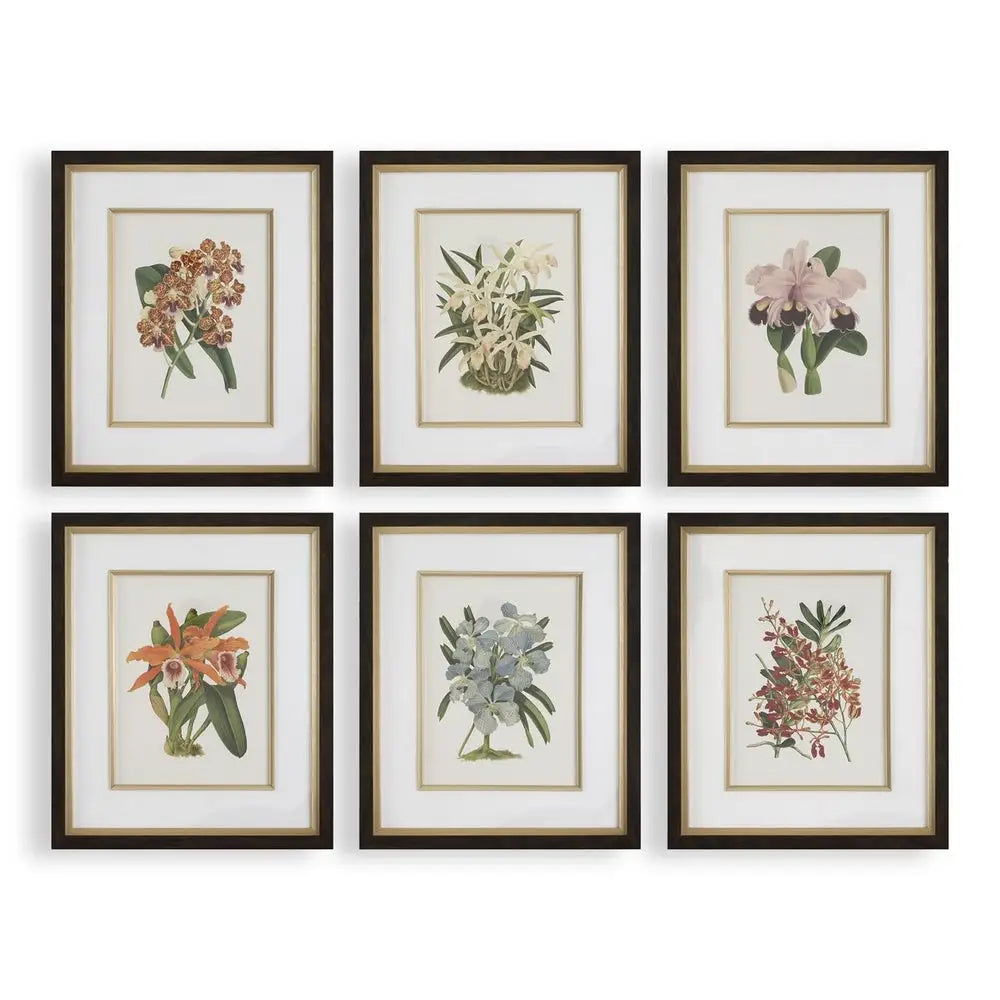 Orchid Botanical Framed Prints - Artwork