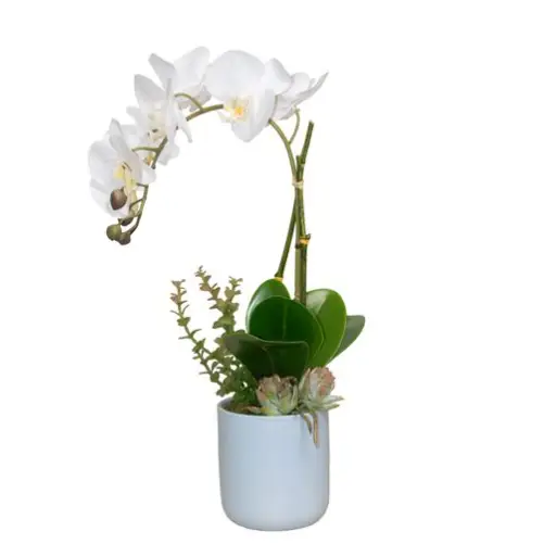 Orchid with Light Blue Vase - Botanicals