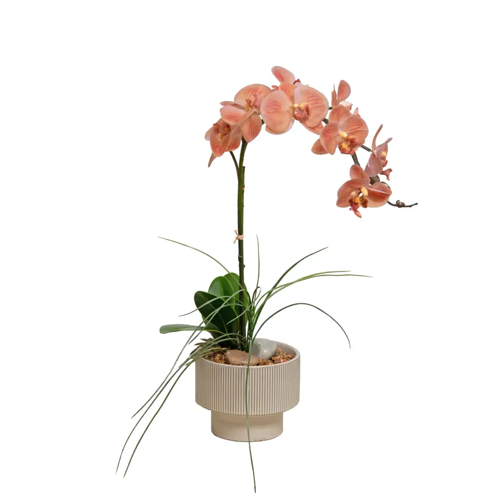 Peach Orchid in a Cream Bowl - Small - Botanicals