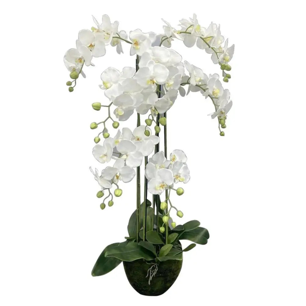 Phalaenopsis Orchid Drop-In 46’’H - Orchid