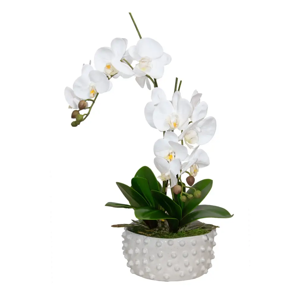 Polkadot White Orchid - Orchid
