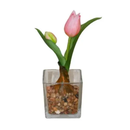 Single Pink Tulip - Botanicals