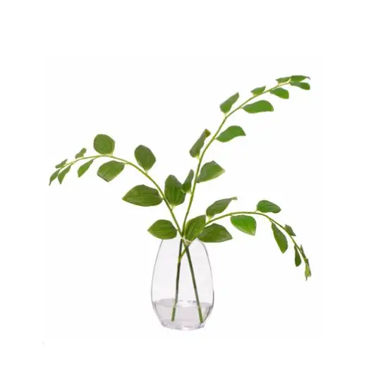 Solomons Seals - Botanicals