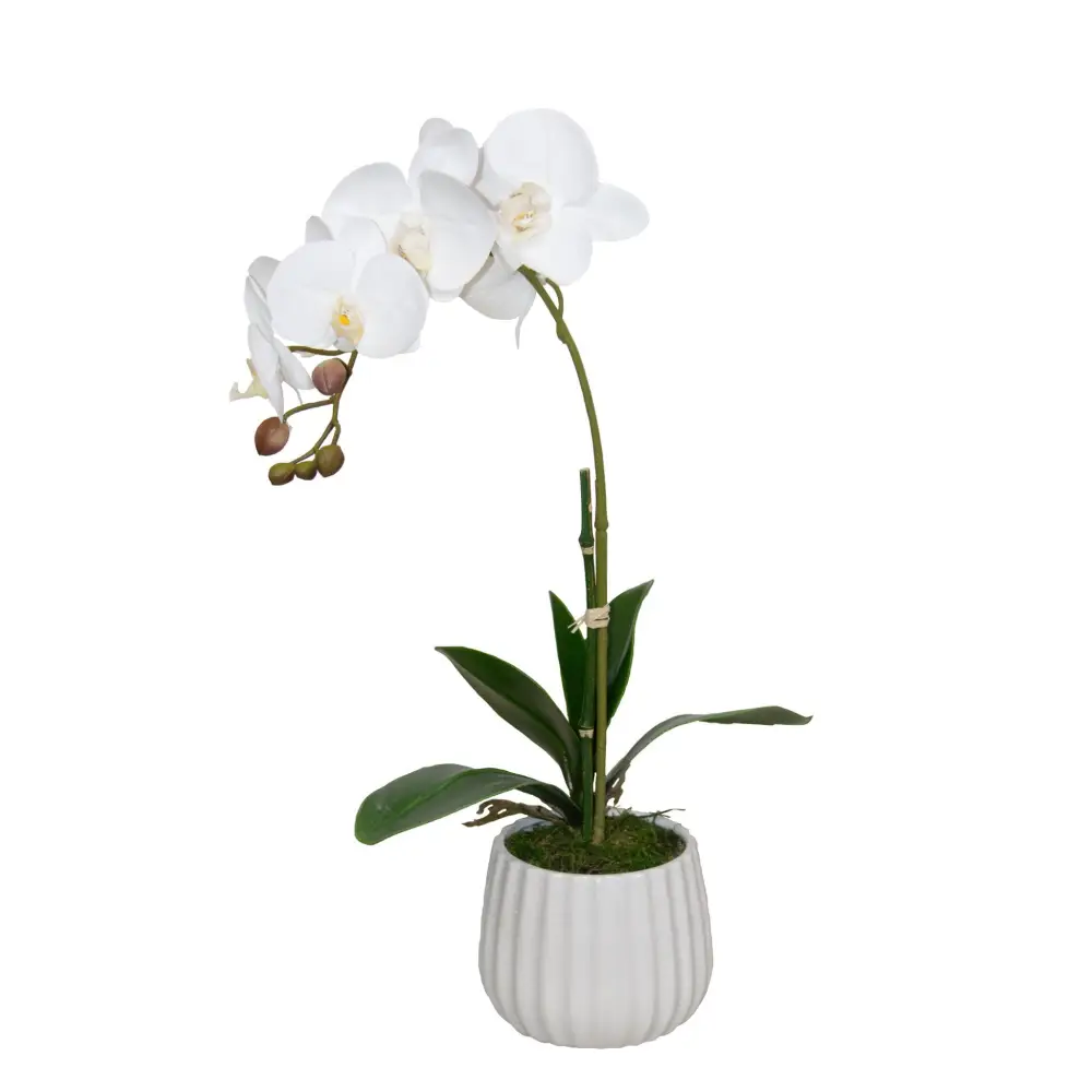 White Orchid - Orchid