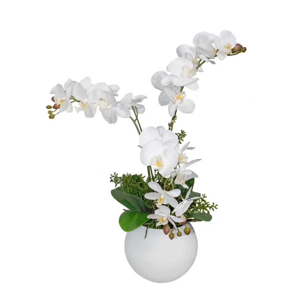 White Orchid - Orchid