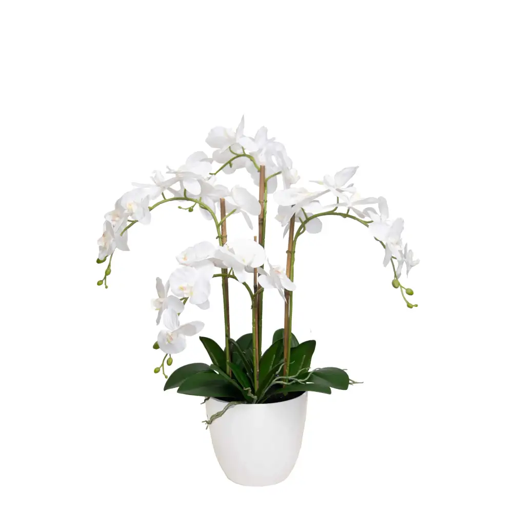 4 Stem Orchid Arrangement