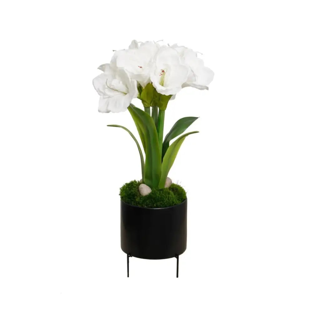 Amaryllis Arrangement - Accessories