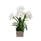 Amaryllis Drop-In - Accessories