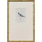 Antique Hummingbirds - III - Artwork