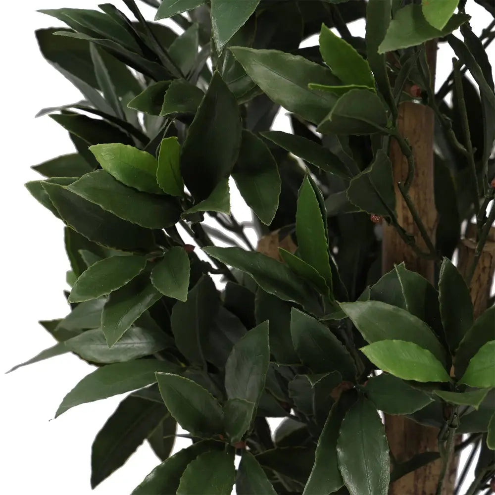 Bay Laurel Cone Topiary Everlux UV 48 Inch