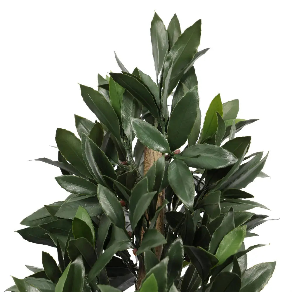 Bay Laurel Cone Topiary Everlux UV 48 Inch