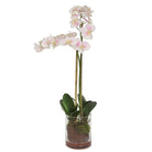 Blush Orchid - Botanicals