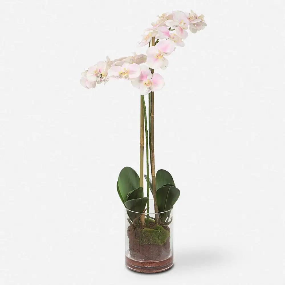 Blush Orchid - Botanicals