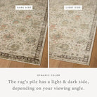 Briar - Ivory-Multi - Area Rugs