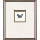 Butterfly Study I - Wall Decor