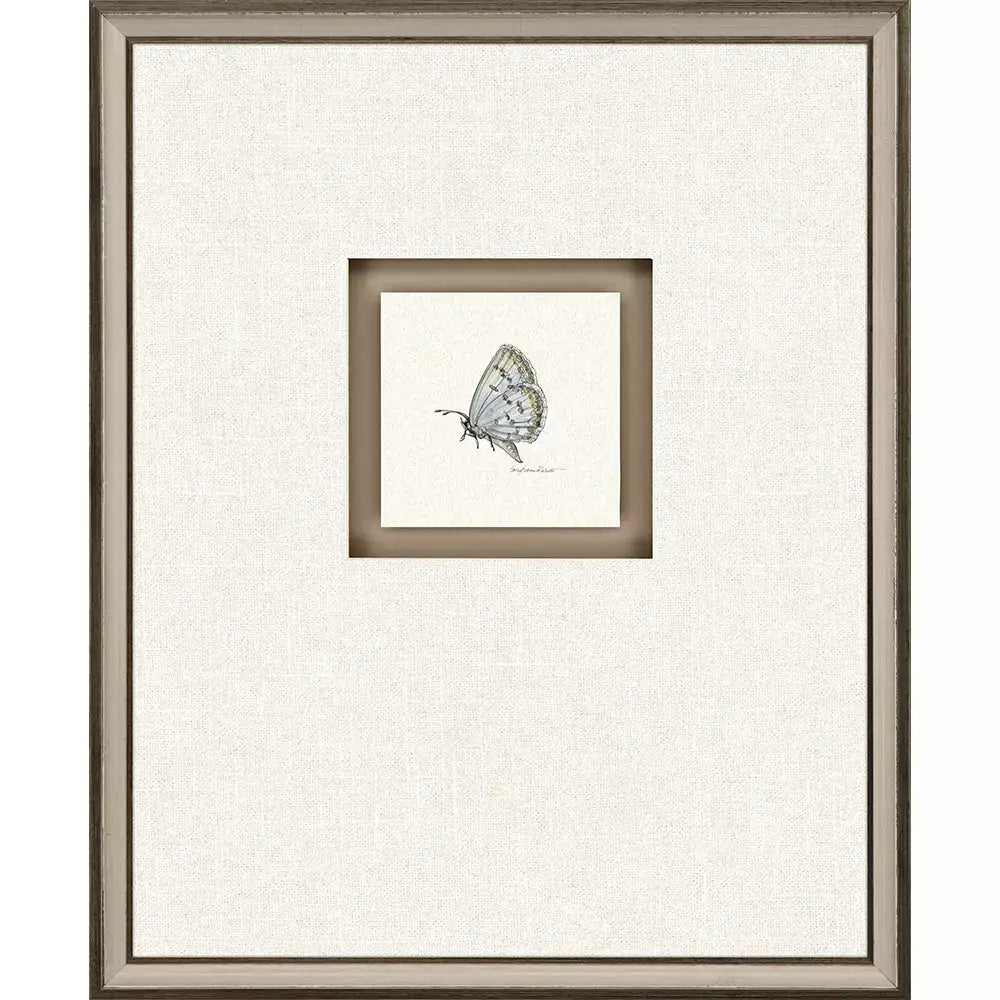 Butterfly Study II - Wall Decor