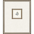 Butterfly Study II - Wall Decor