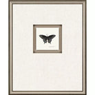 Butterfly Study III - Wall Decor