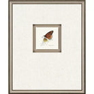 Butterfly Study IV - Wall Decor