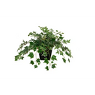 English Ivy - Botanicals
