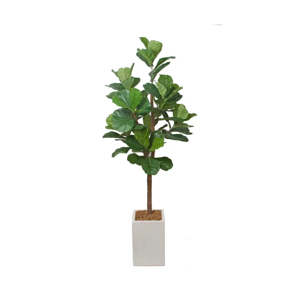 Fiddle Leaf Tree - Accessories