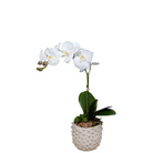 Ivory Pot with Single Orchid - Orchid