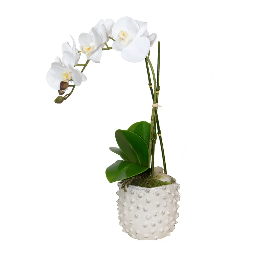 Mini White Orchid - Orchid