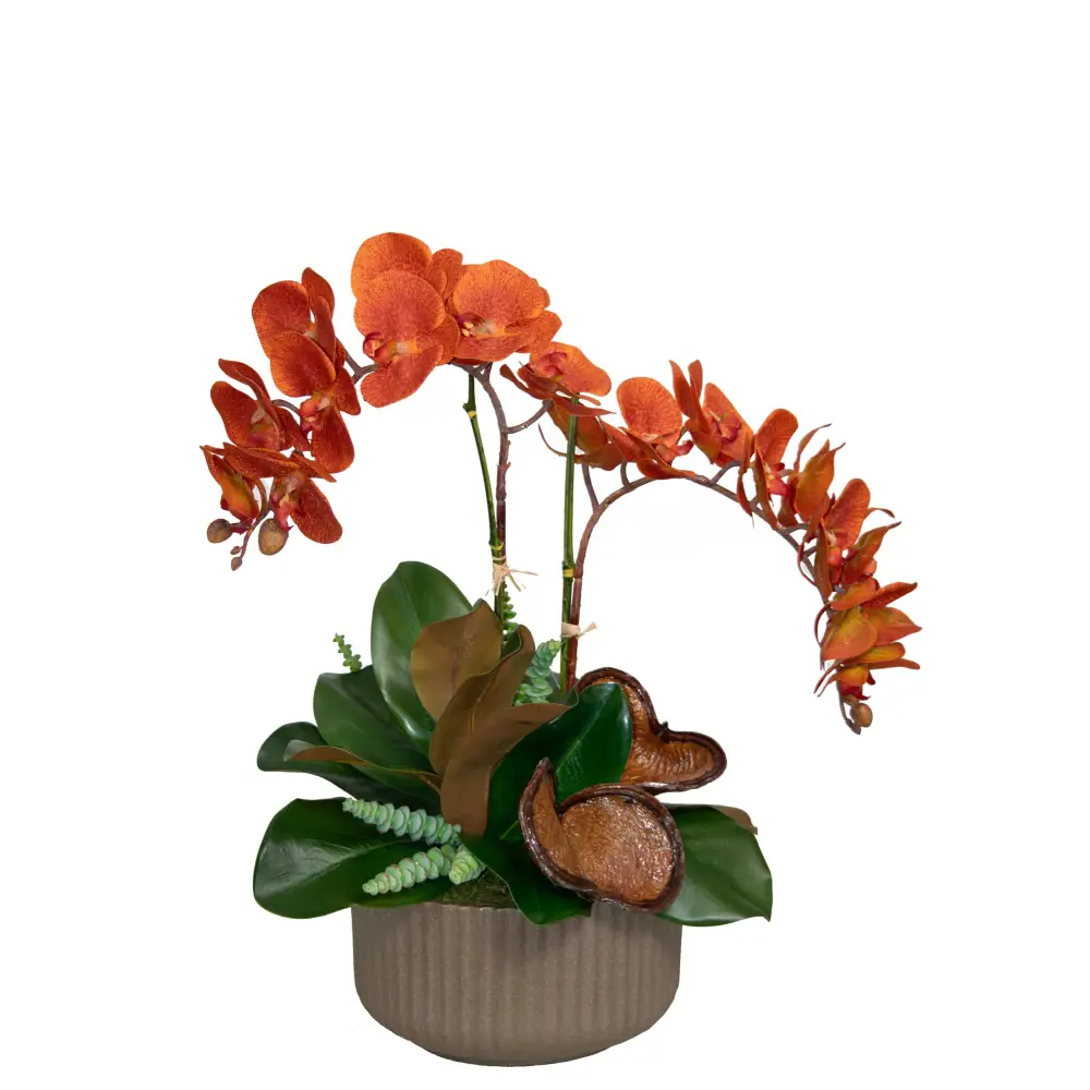 Orange Orchid in bowl with Succulent - Botanicals