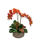 Orange Orchid in bowl with Succulent - Botanicals