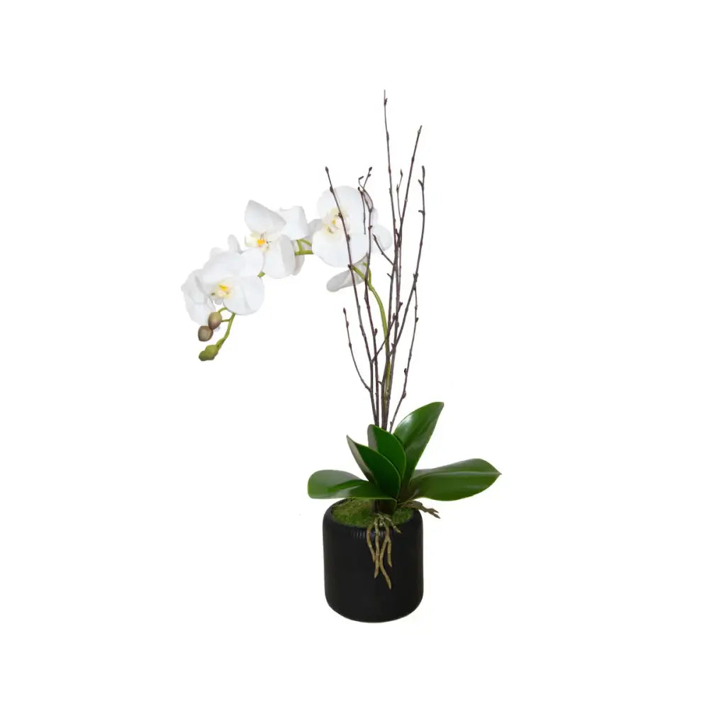 Orchid Arrangement - Accessories