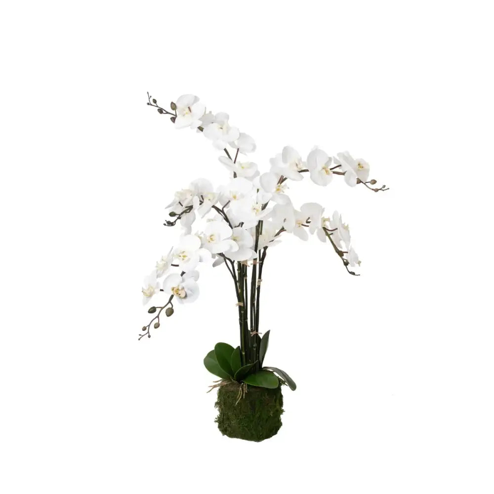 Orchid/Bamboo Arrangement - Accessories