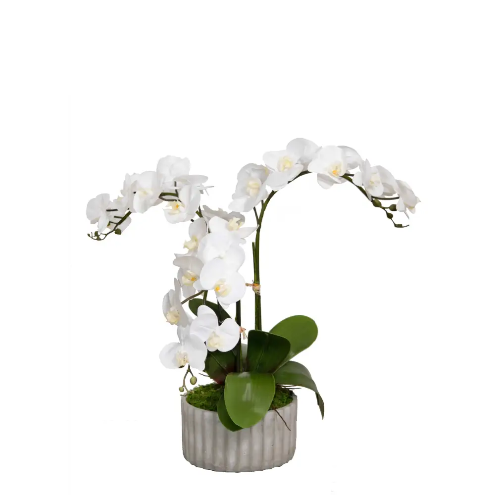 Orchid Drop-In - Orchid