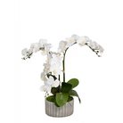 Orchid Drop-In - Orchid