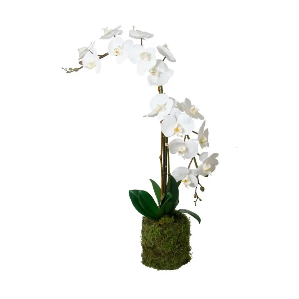 Orchid Drop-In - Accessories