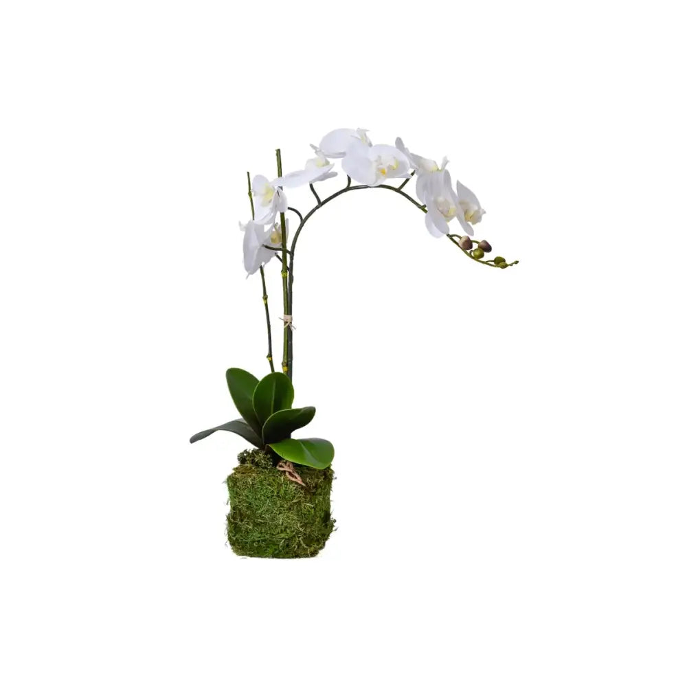 Orchid Drop-In Arrangement - Accessories