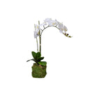 Orchid Drop-In Arrangement - Accessories