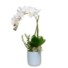 Orchid with Light Blue Vase - Botanicals