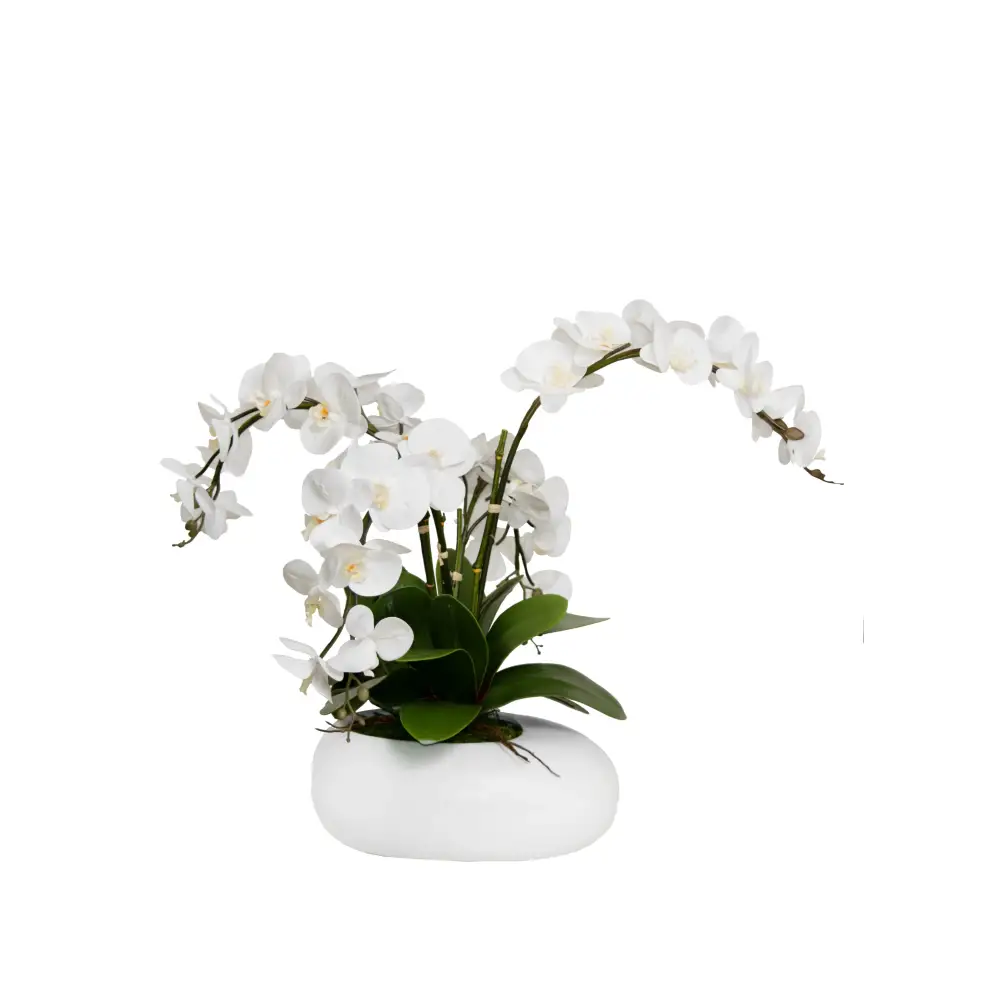 Oval Pot with White Orchid - Orchid