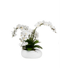 Oval Pot with White Orchid - Orchid