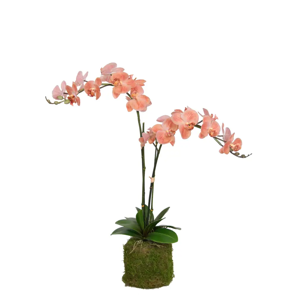 Peach orchid Drop-In - Orchid