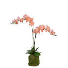 Peach orchid Drop-In - Orchid
