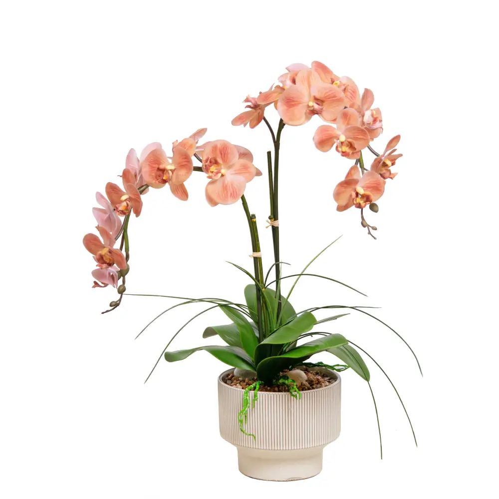 Peach Orchid in a Cream Bowl - Large - Botanicals