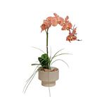 Peach Orchid in a Cream Bowl - Small - Botanicals