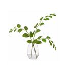 Solomons Seals - Botanicals