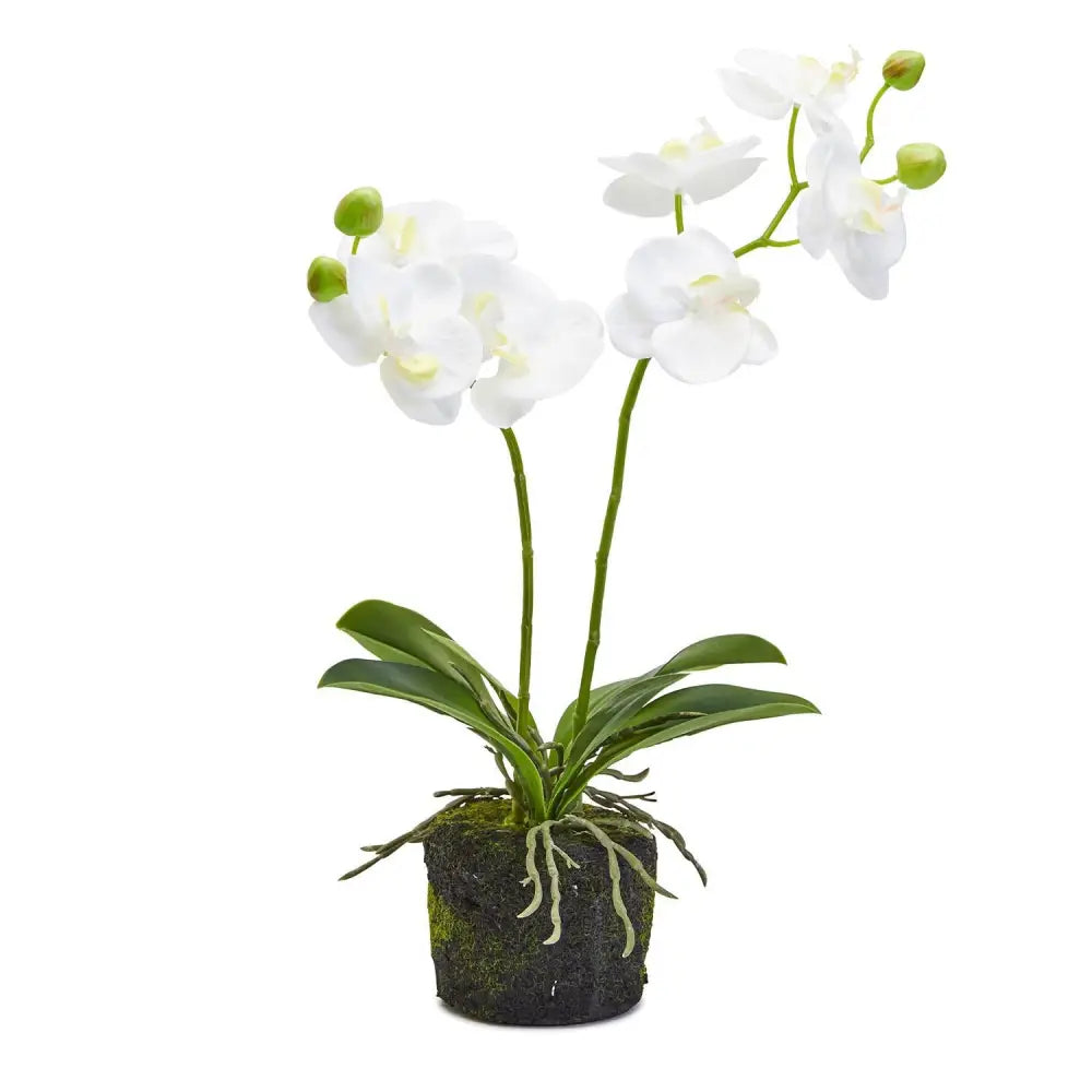 White Butterfly Orchid - Orchid