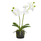 White Butterfly Orchid - Orchid